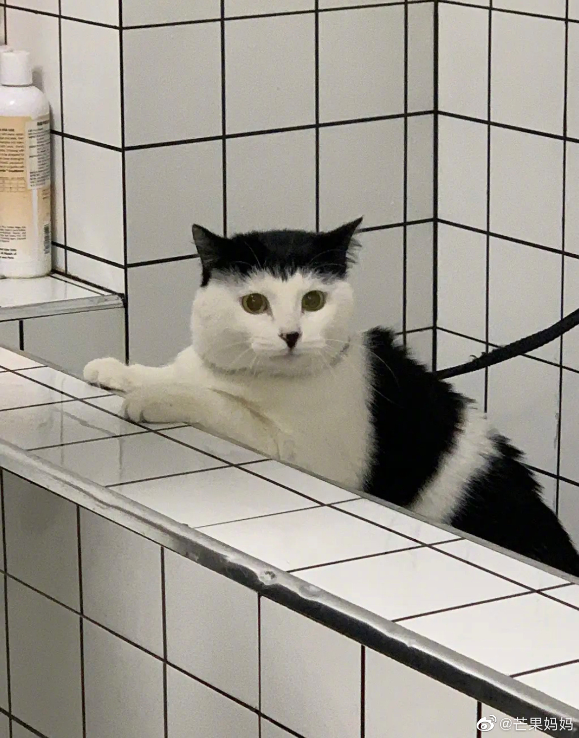 来点刘海猫猫吸吸拜托有刘海的小猫咪超酷的