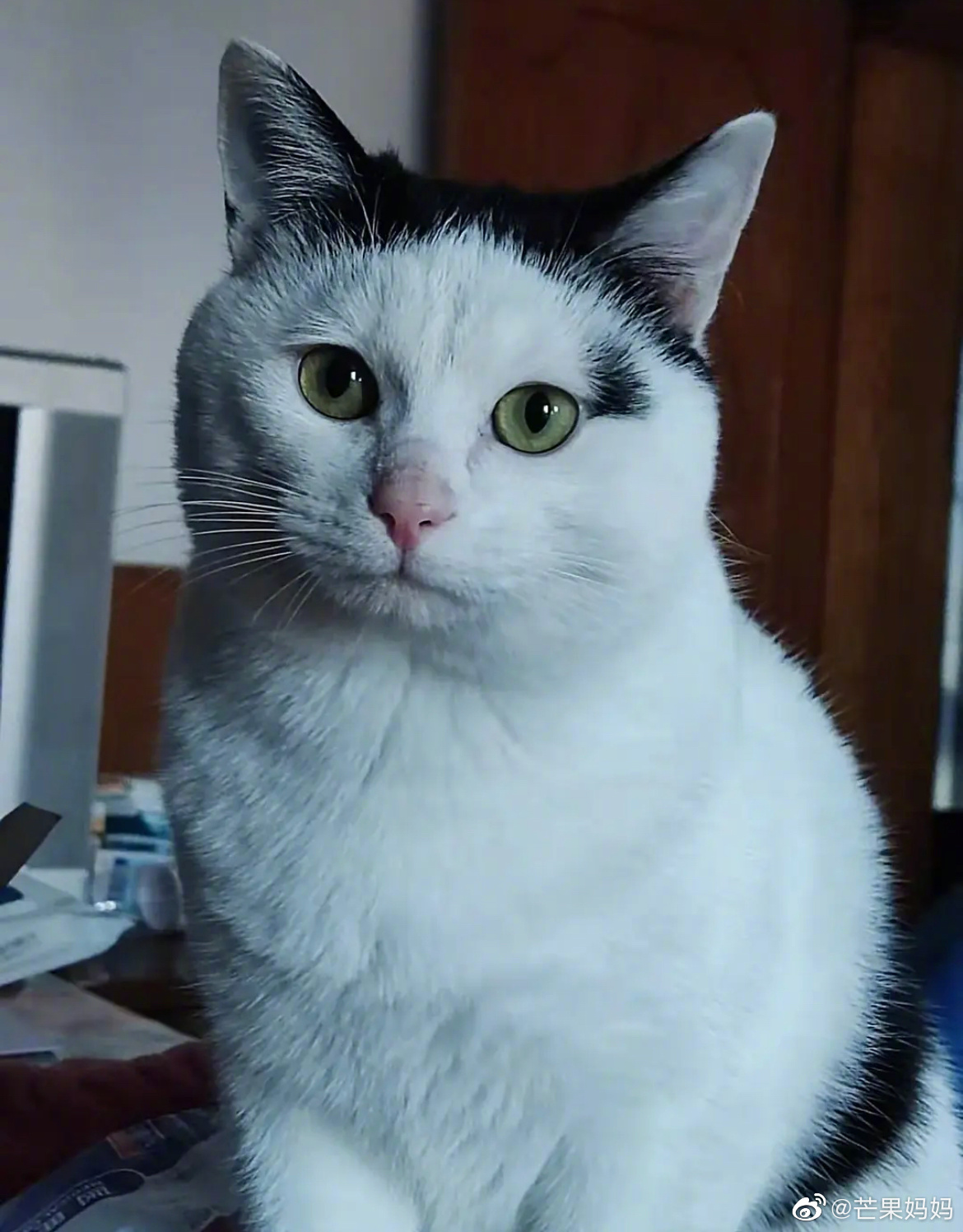 来点刘海猫猫吸吸拜托有刘海的小猫咪超酷的