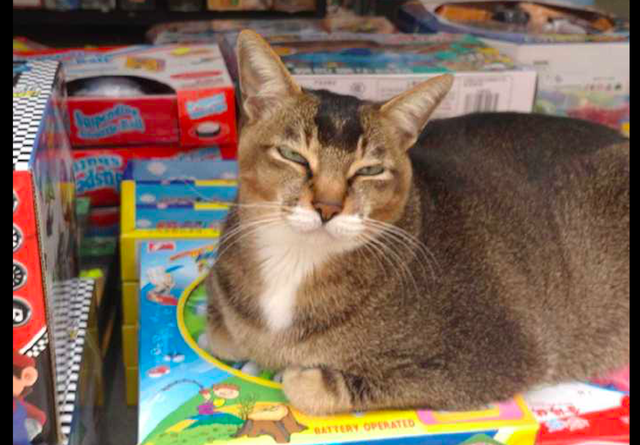 小女孩蹲在路边摊前,不知道它是想买玩具呢,还是想要撸猫呢?休闲区蓝鸢梦想 - Www.slyday.coM 小女孩蹲在路边摊前,不知道它是想买玩具呢,还是想要撸猫呢?休闲区蓝鸢梦想 - Www.slyday.coM