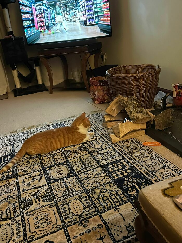 你对家里的猫咪了解多少？看看专家们都是怎么说的休闲区蓝鸢梦想 - Www.slyday.coM