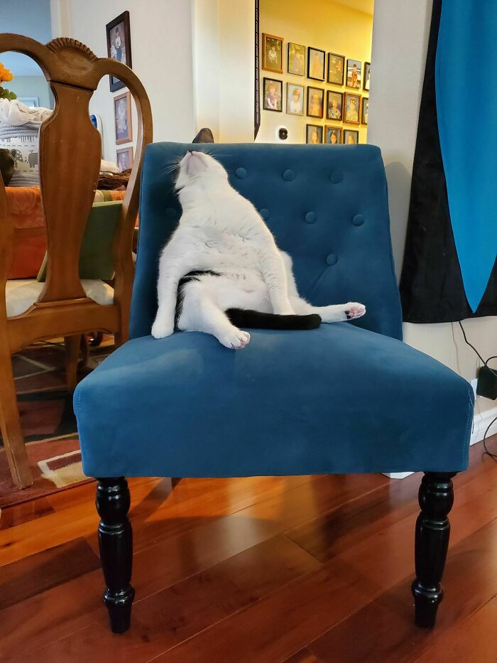 你对家里的猫咪了解多少？看看专家们都是怎么说的休闲区蓝鸢梦想 - Www.slyday.coM