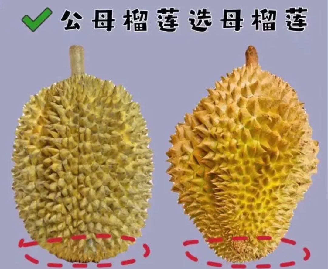 其实榴莲是分公母的,想要买到好吃的榴莲,看的可不是裂口,而是选"母"