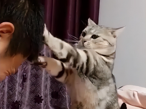 猫咪用爪子挠你,其实是有事要跟你说