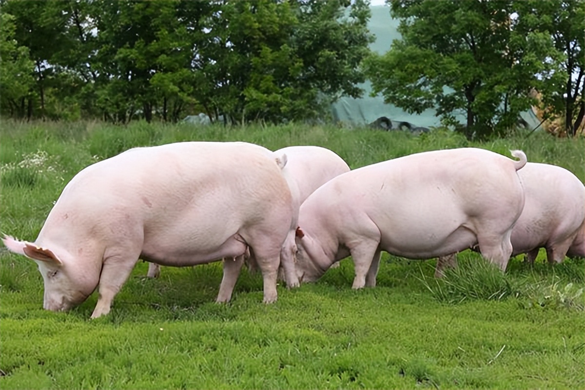 西北,华北,华南,东北,西南地区猪价以下跌居多,整体跌幅为0.01-0.