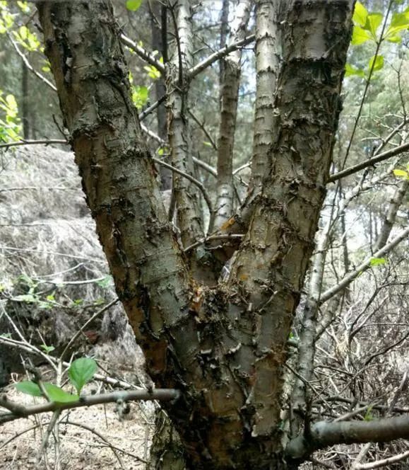 那火琉璃怎么产生的呢?