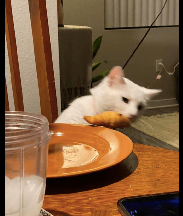 主人吃饭前拍个照片猫咪却趁机把面包叼走了猫不想吃早说