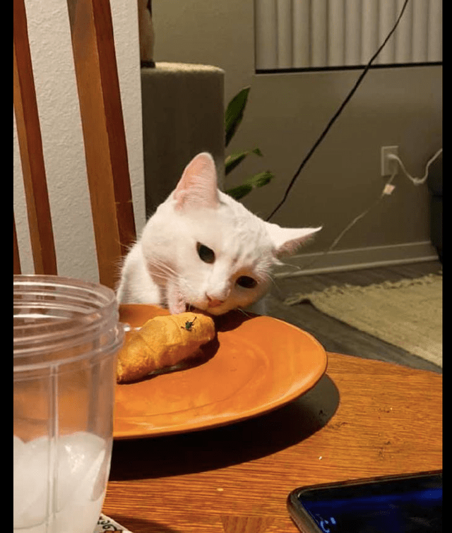 主人吃饭前拍个照片猫咪却趁机把面包叼走了猫不想吃早说