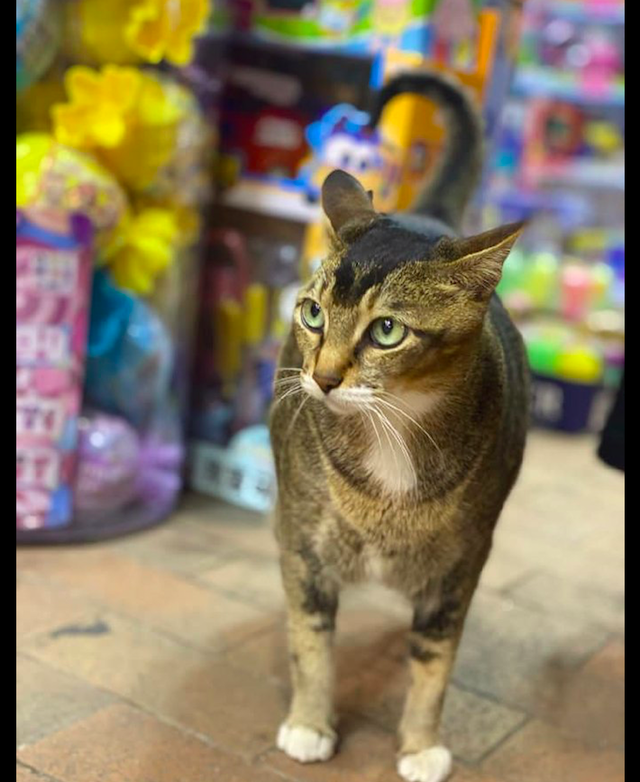 小女孩蹲在路边摊前,不知道它是想买玩具呢,还是想要撸猫呢?休闲区蓝鸢梦想 - Www.slyday.coM 小女孩蹲在路边摊前,不知道它是想买玩具呢,还是想要撸猫呢?休闲区蓝鸢梦想 - Www.slyday.coM