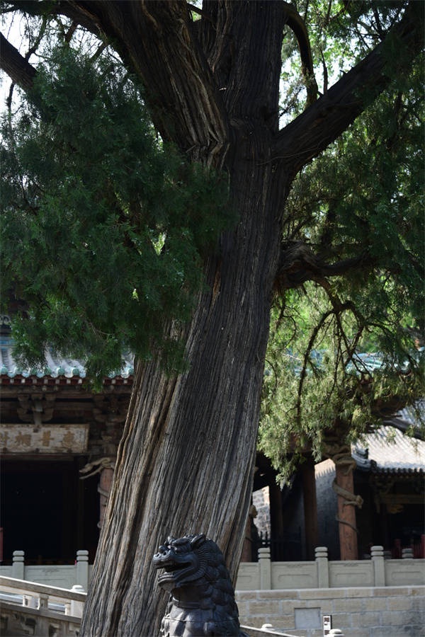 闲倚千年侧柏 细阅晋祠古树