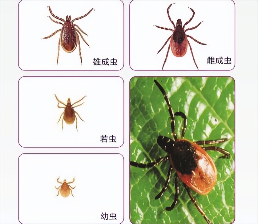 蜱虫的危害需重新审视河南有三人因蜱虫病逝却从未被蜱虫咬过