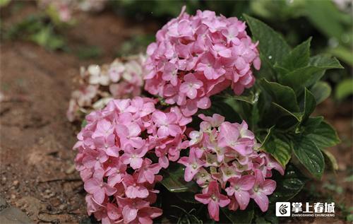 “花”点时间看昆明｜打翻初夏的调色盘！绣球花开满昆明斗南湿地公园休闲区蓝鸢梦想 - Www.slyday.coM