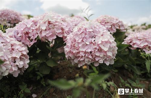“花”点时间看昆明｜打翻初夏的调色盘！绣球花开满昆明斗南湿地公园休闲区蓝鸢梦想 - Www.slyday.coM