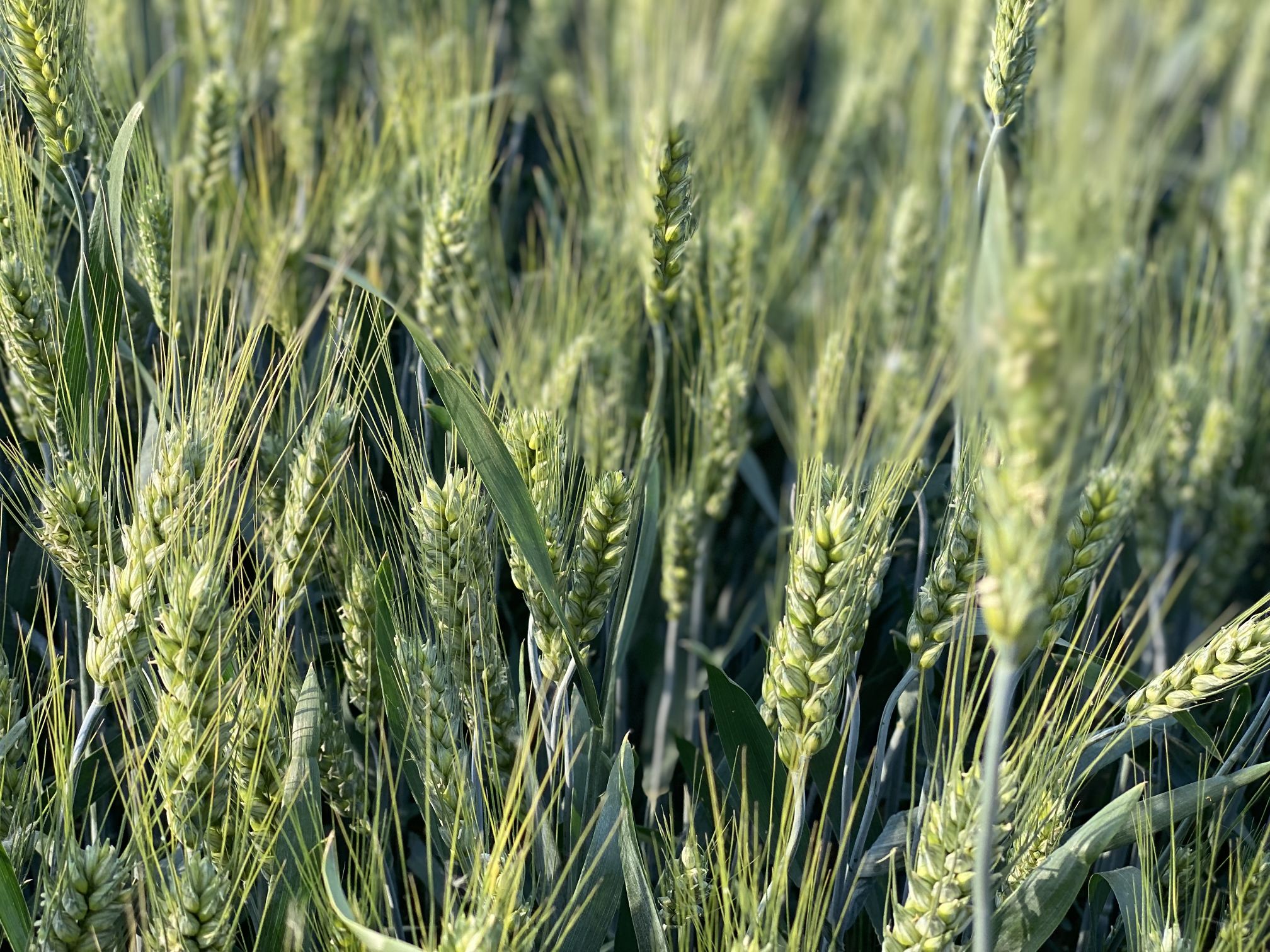 当前小麦田进入灌浆期,风吹麦浪如油画般养眼.