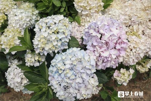 “花”点时间看昆明｜打翻初夏的调色盘！绣球花开满昆明斗南湿地公园休闲区蓝鸢梦想 - Www.slyday.coM