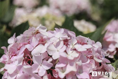 “花”点时间看昆明｜打翻初夏的调色盘！绣球花开满昆明斗南湿地公园休闲区蓝鸢梦想 - Www.slyday.coM