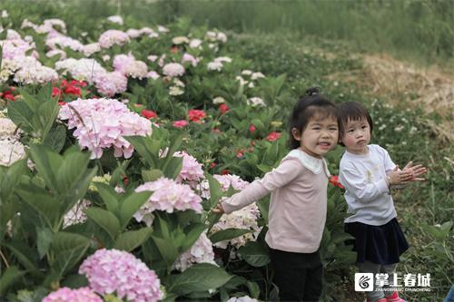 “花”点时间看昆明｜打翻初夏的调色盘！绣球花开满昆明斗南湿地公园休闲区蓝鸢梦想 - Www.slyday.coM