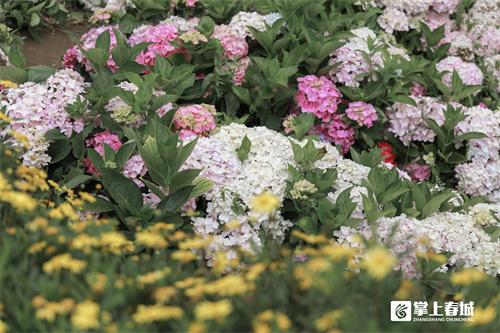 “花”点时间看昆明｜打翻初夏的调色盘！绣球花开满昆明斗南湿地公园休闲区蓝鸢梦想 - Www.slyday.coM