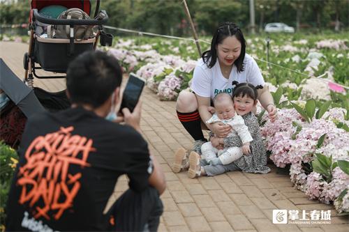 “花”点时间看昆明｜打翻初夏的调色盘！绣球花开满昆明斗南湿地公园休闲区蓝鸢梦想 - Www.slyday.coM