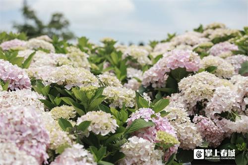 “花”点时间看昆明｜打翻初夏的调色盘！绣球花开满昆明斗南湿地公园休闲区蓝鸢梦想 - Www.slyday.coM