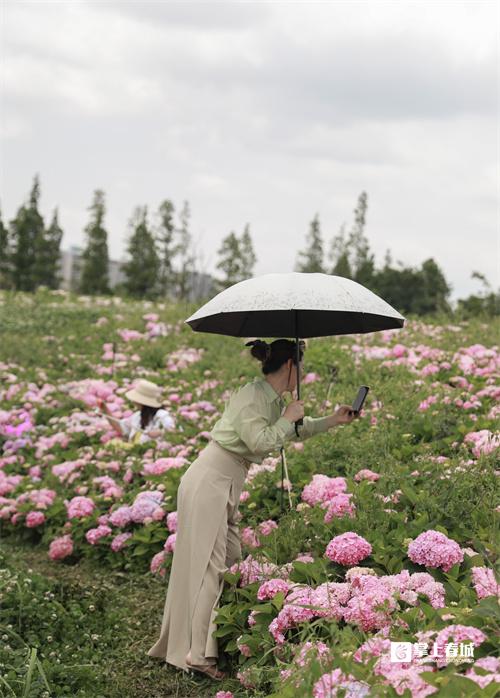 “花”点时间看昆明｜打翻初夏的调色盘！绣球花开满昆明斗南湿地公园休闲区蓝鸢梦想 - Www.slyday.coM