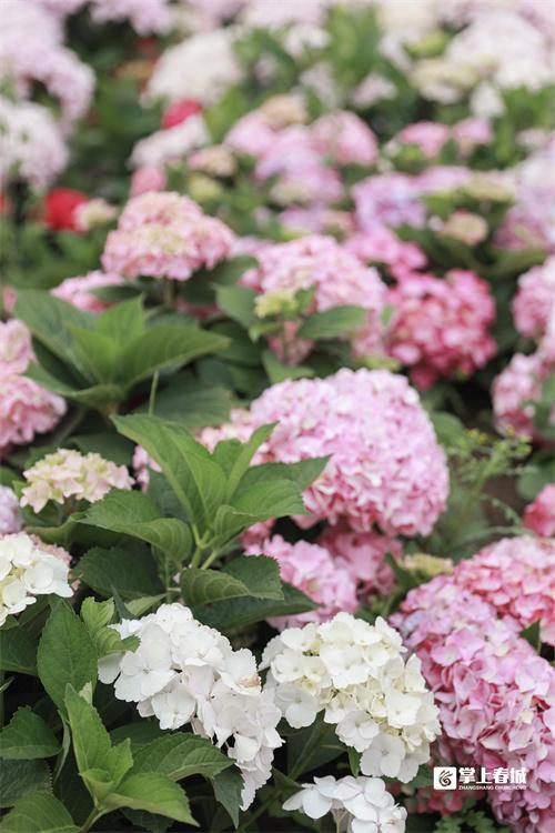 “花”点时间看昆明｜打翻初夏的调色盘！绣球花开满昆明斗南湿地公园休闲区蓝鸢梦想 - Www.slyday.coM