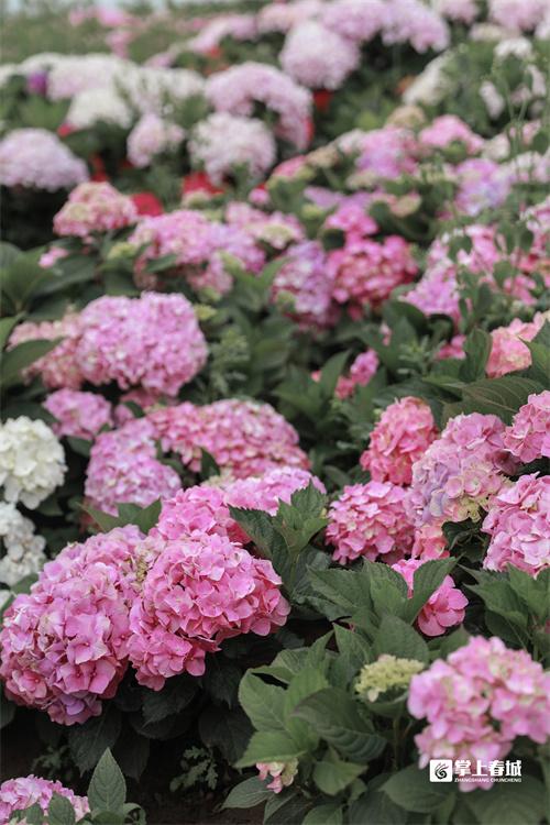 “花”点时间看昆明｜打翻初夏的调色盘！绣球花开满昆明斗南湿地公园休闲区蓝鸢梦想 - Www.slyday.coM