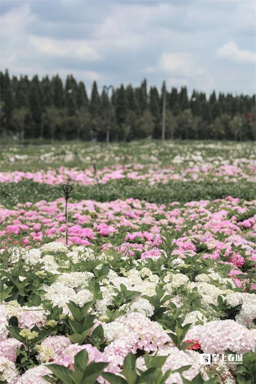 “花”点时间看昆明｜打翻初夏的调色盘！绣球花开满昆明斗南湿地公园休闲区蓝鸢梦想 - Www.slyday.coM