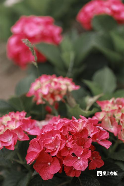 “花”点时间看昆明｜打翻初夏的调色盘！绣球花开满昆明斗南湿地公园休闲区蓝鸢梦想 - Www.slyday.coM