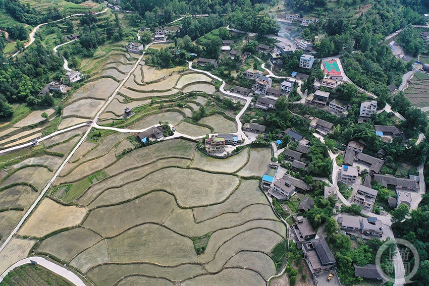 去年,重庆市黔江区太极镇在乡村振兴中,把李子乡金鸡坝的400多亩撂荒