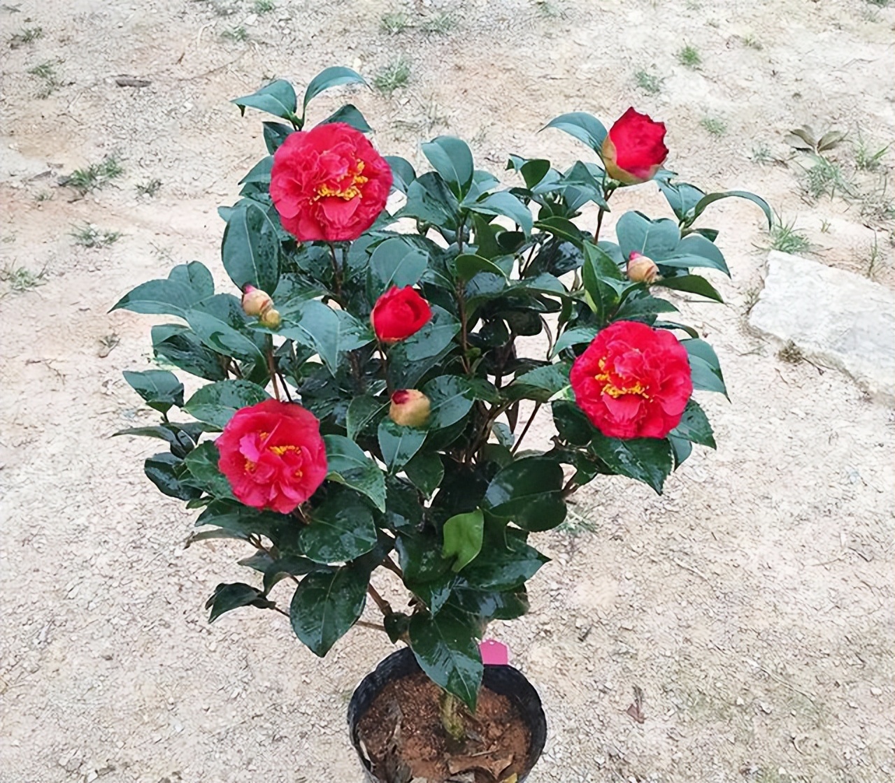 被誉为茶花之王颜值高香味浓花期长满满的高级感