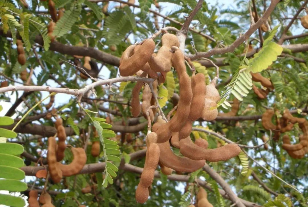 盘点云南那些罕见的水果本地人也吃不全你全都吃过吗