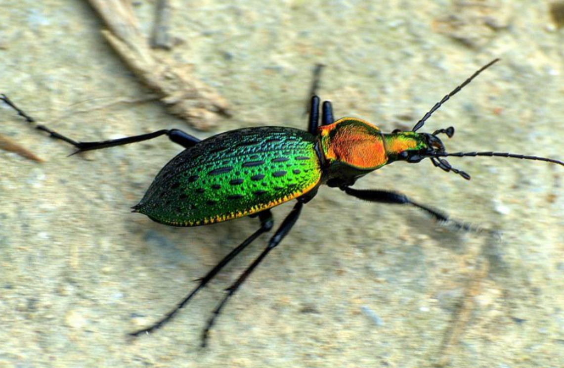 "变态"昆虫拉步甲再现大别山区,这意味着什么?__财经头条