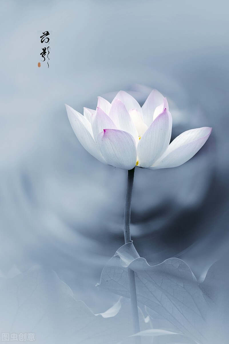 半夏彼岸似水流年一季风景一季花一段光阴一段情