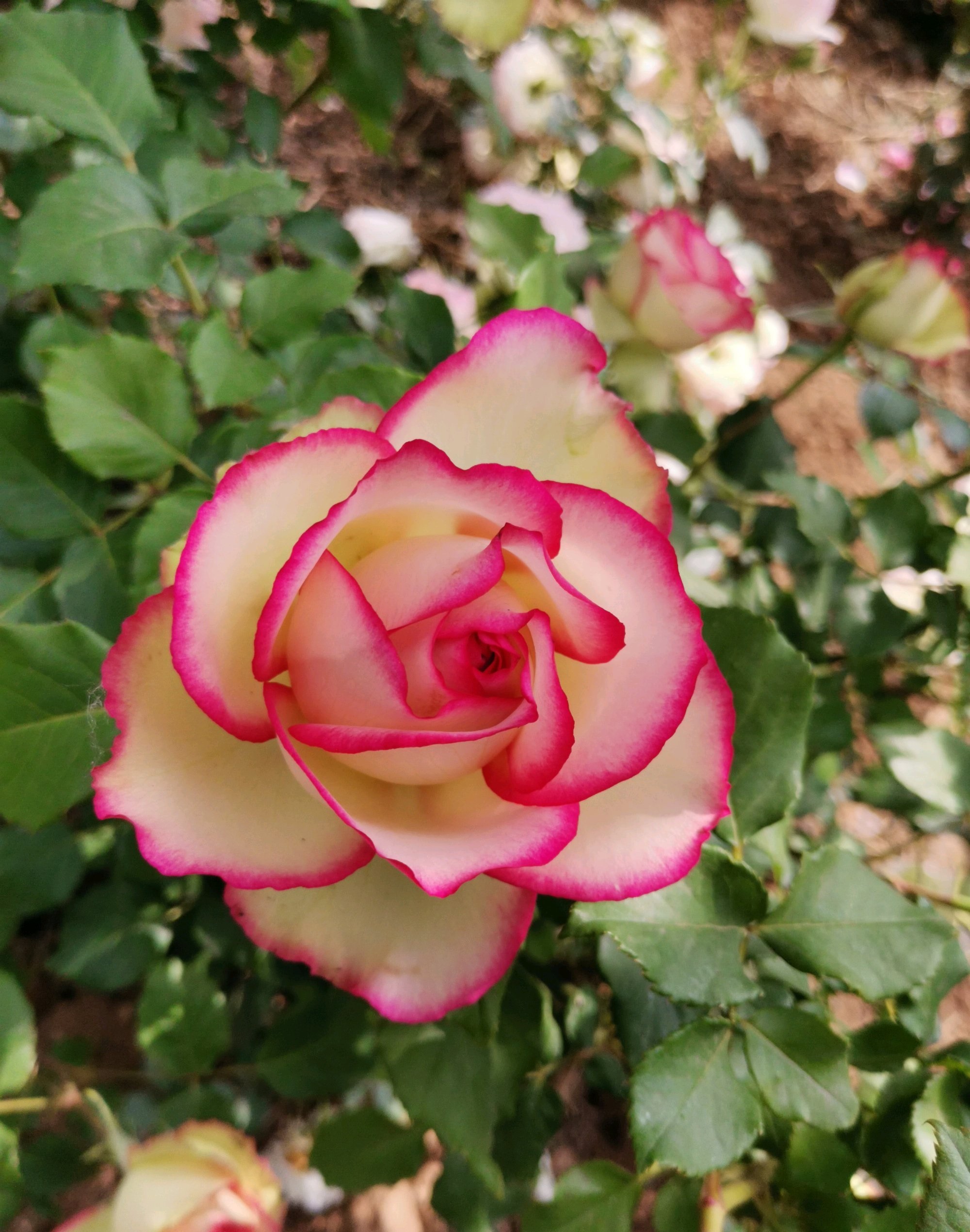 月季花界的女神梦露颜值超高多季花开你值得拥有