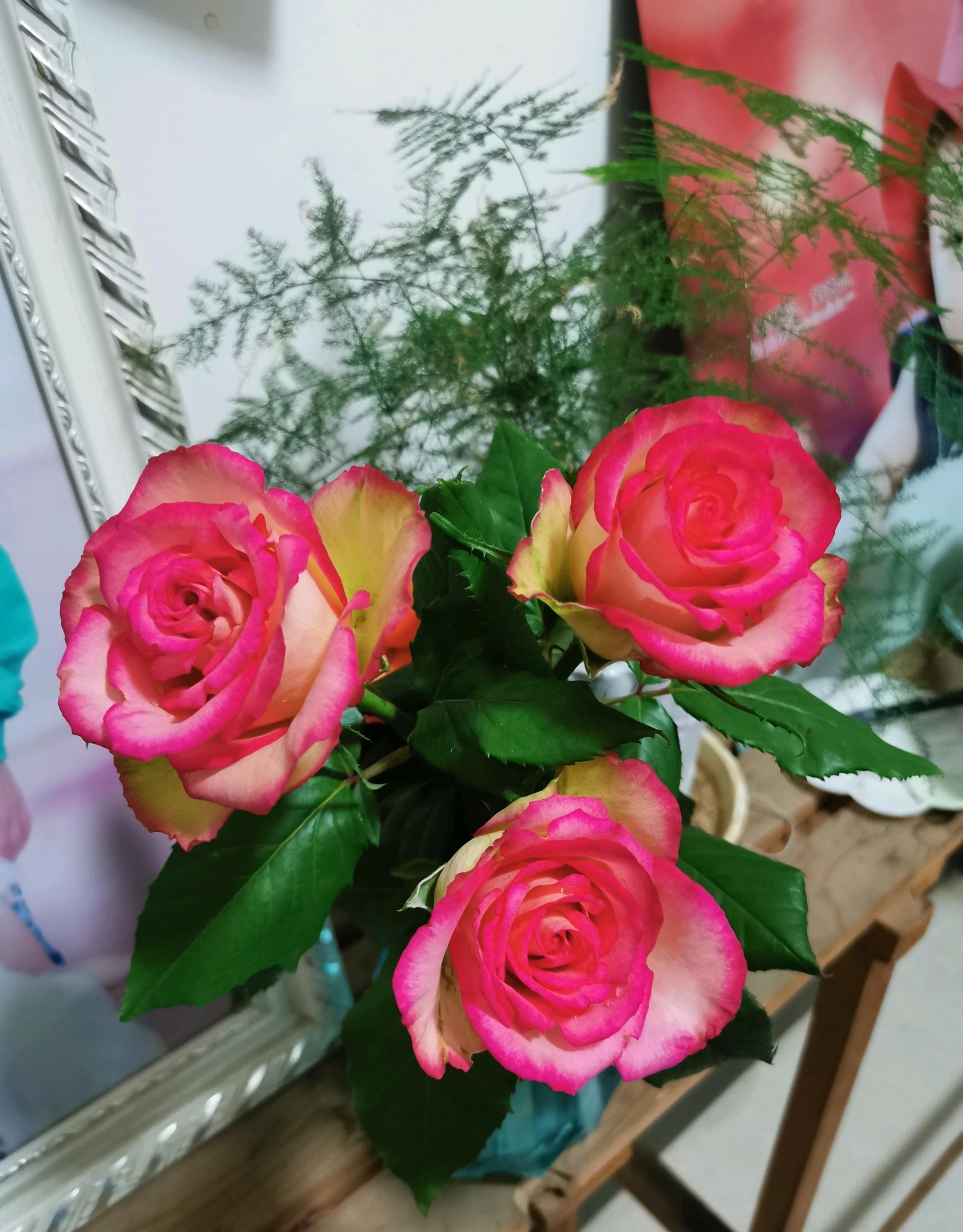 月季花界的女神梦露颜值超高多季花开你值得拥有