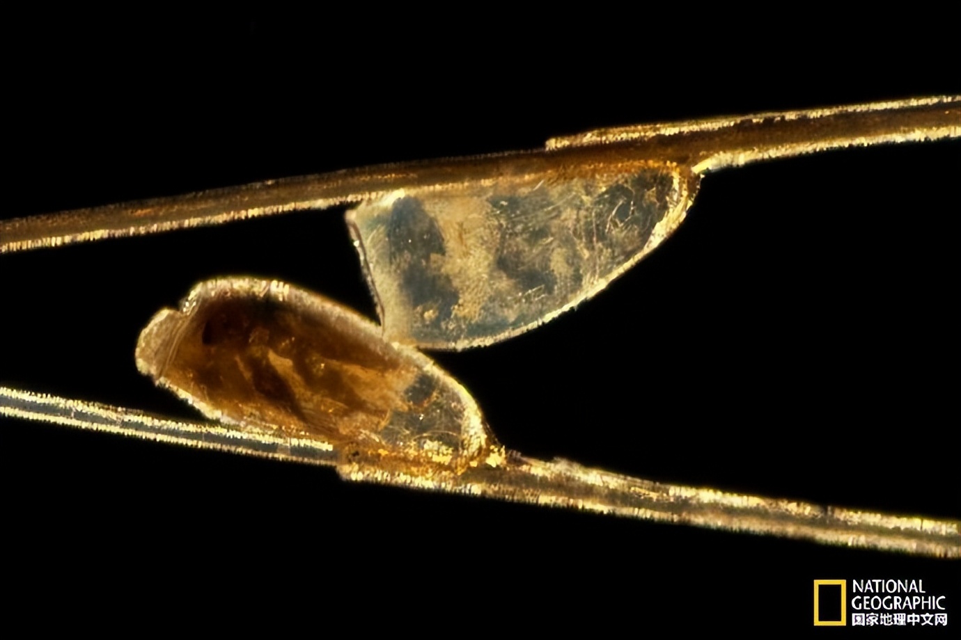 透过显微镜可以看到,头虱的卵附在人的头发上.摄影:darlyne a.