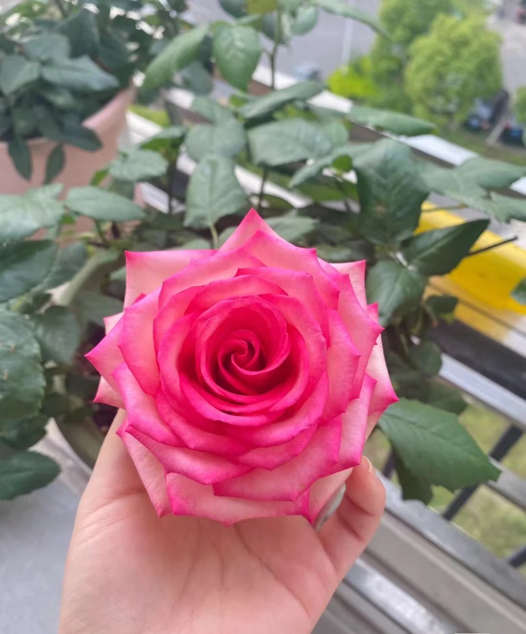 很多花友都见过"梦露"这款月季花,不过大部分人都以为它是玫瑰,其实是