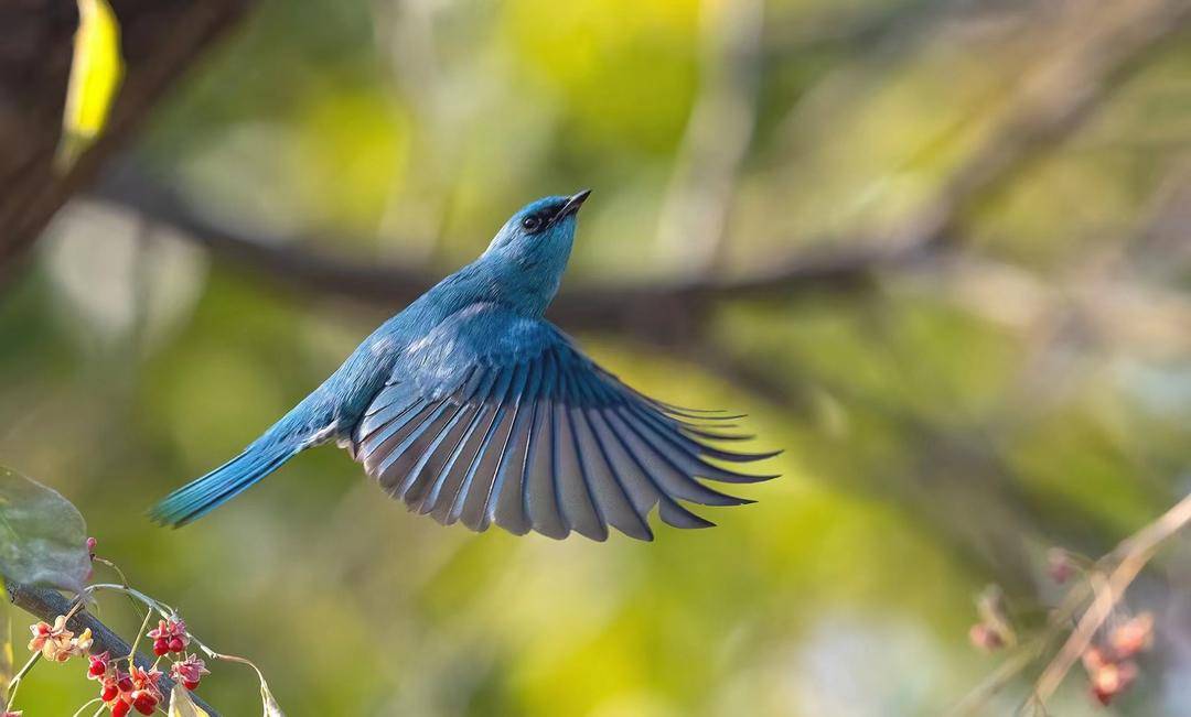专访鸟类生态摄影师傅萌聊聊小鸟大片外的那些事