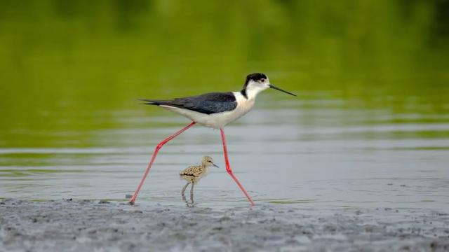 西安人身边的湿地，美得不像话休闲区蓝鸢梦想 - Www.slyday.coM