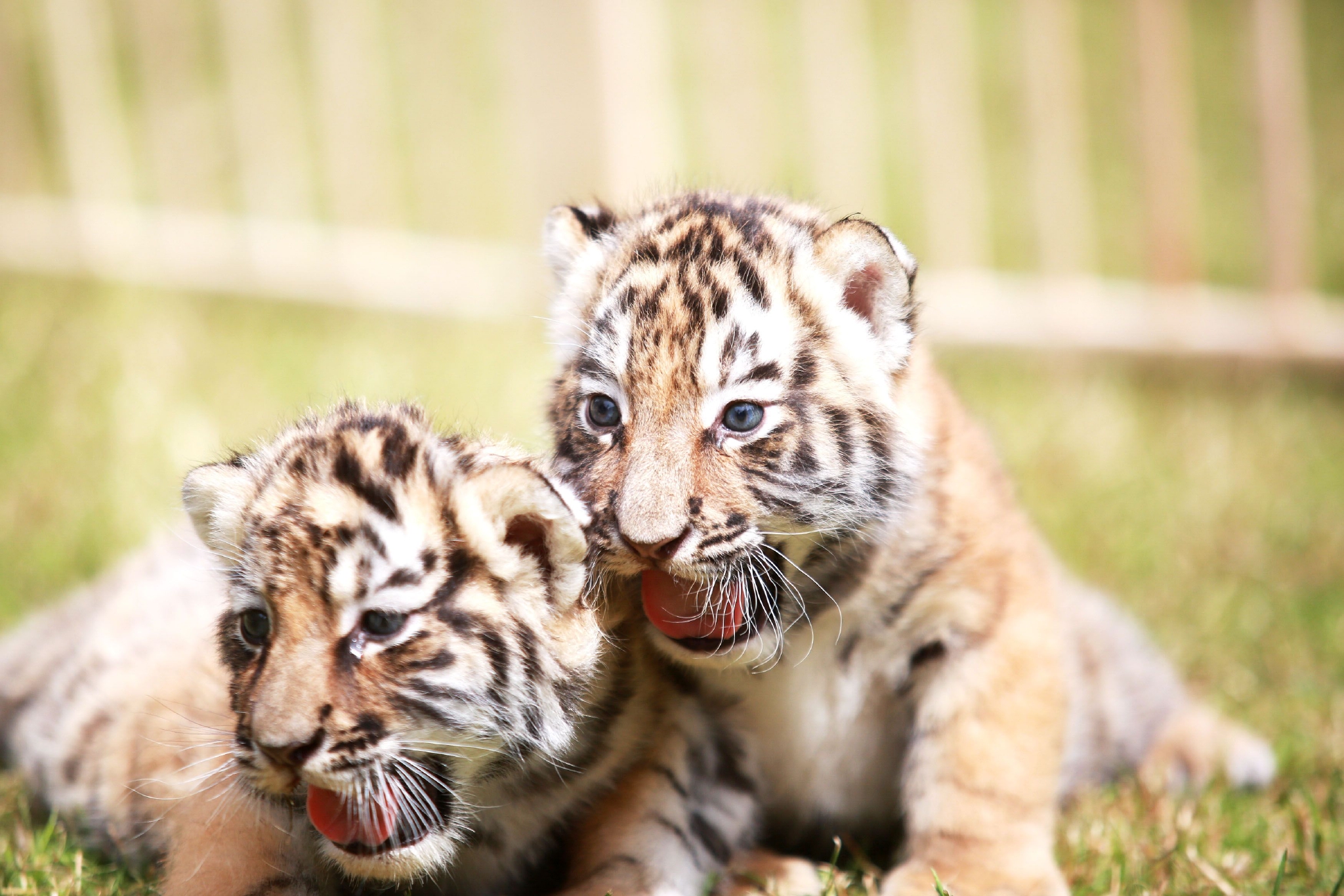 龙凤胎东北虎邀你取名啦