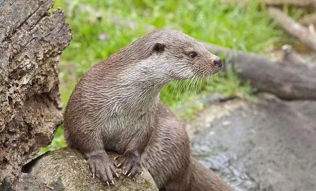 西安人身边的湿地，美得不像话休闲区蓝鸢梦想 - Www.slyday.coM