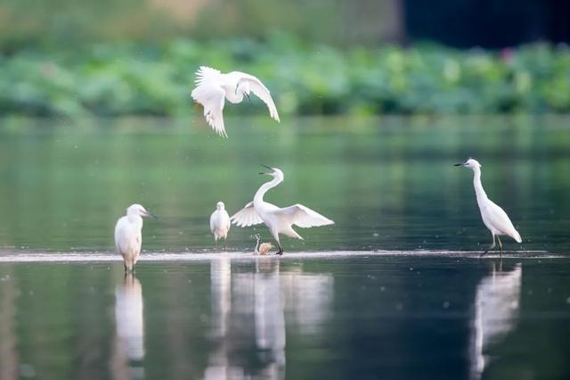 西安人身边的湿地，美得不像话休闲区蓝鸢梦想 - Www.slyday.coM