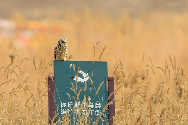 西安人身边的湿地，美得不像话休闲区蓝鸢梦想 - Www.slyday.coM