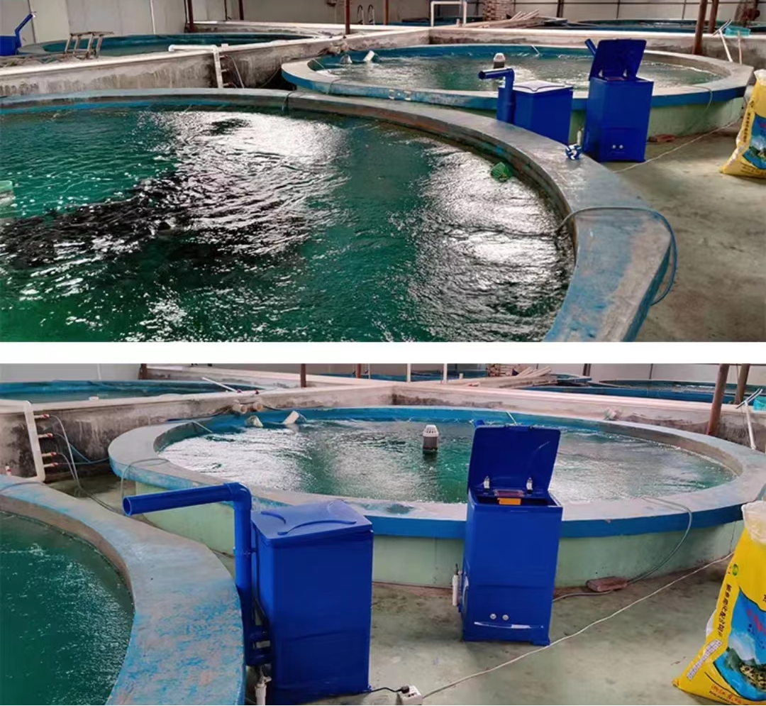 围观原来有钱人这样养鱼的手机喂料不用人工1000多元就搞定