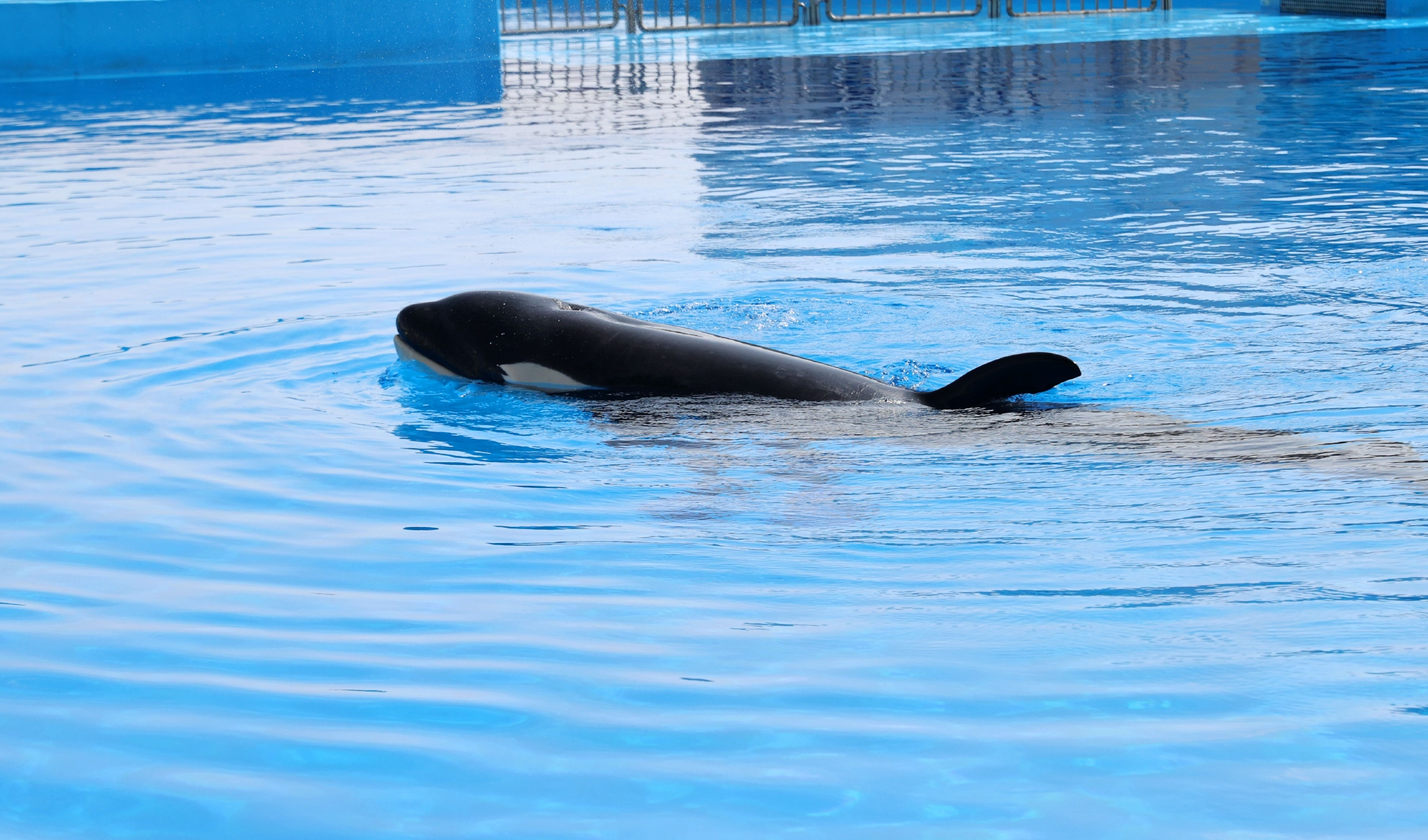 新华社记者 方喆 摄5月31日,在上海海昌海洋公园,小虎鲸从水中伸出头