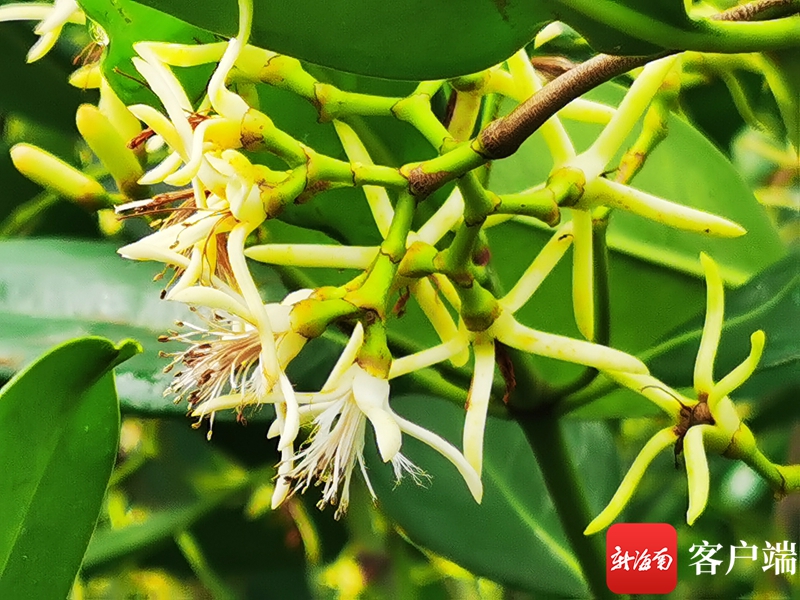 原创组图海口美舍河红树开花白鹭飞