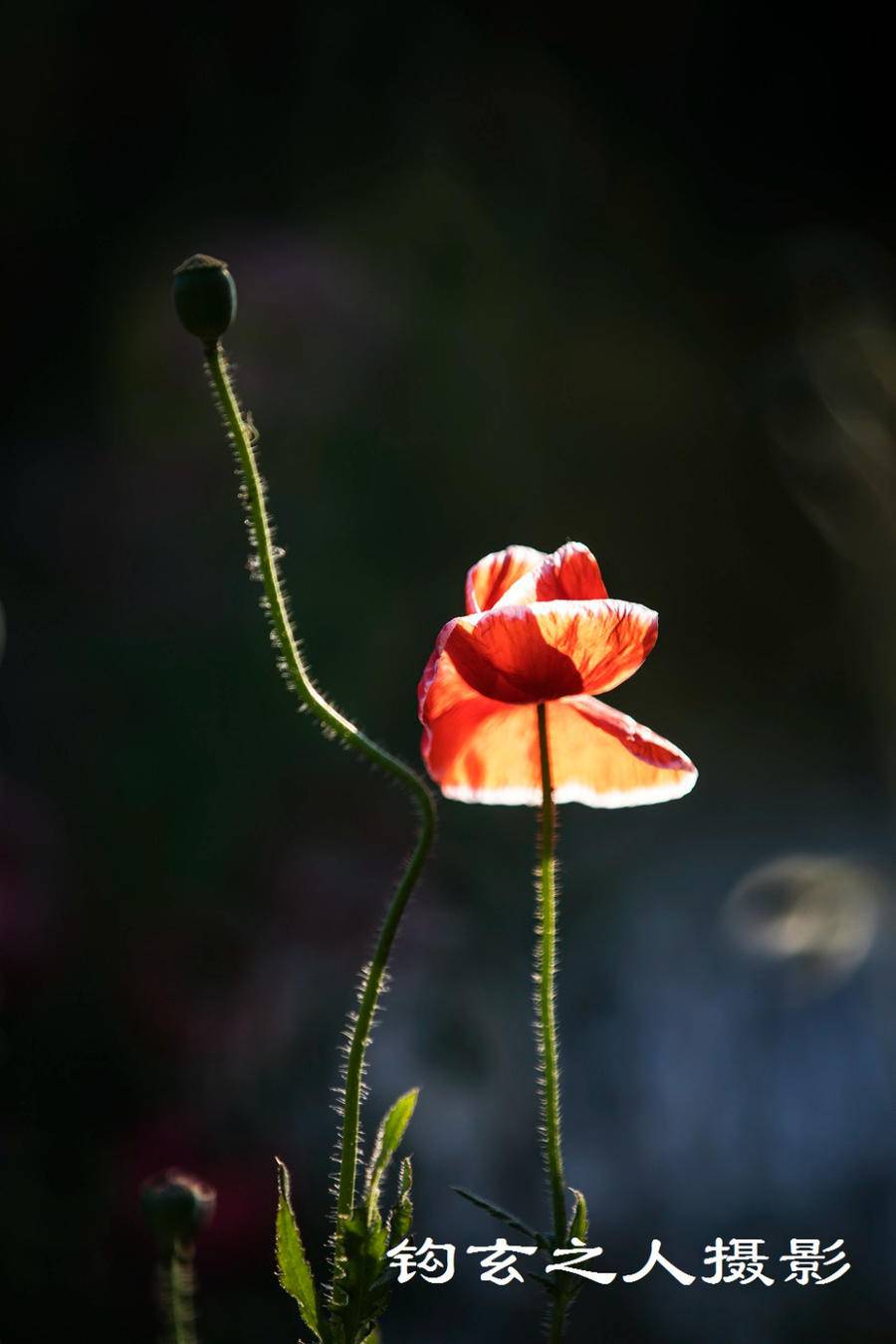 华山拍虞美人 花冠轻盈灿若锦霞 因风飞舞 虞美人 花冠 华山 新浪新闻 华山拍虞美人 花冠轻盈灿若锦霞 因风飞舞 虞美人 花冠 华山 新浪新闻