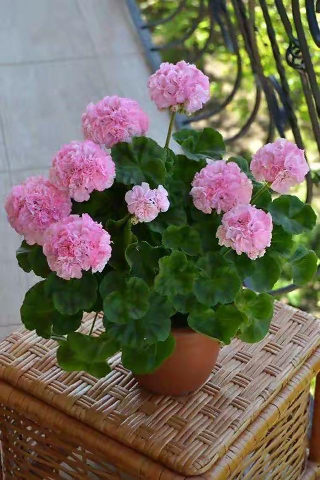 3种喜水花卉只要多浇点水叶子碧绿养眼开花仙气十足