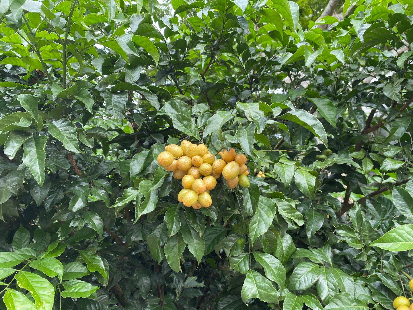在这里,你能实现黄皮自由|黄皮|黄皮树|黄金甲_新浪新闻