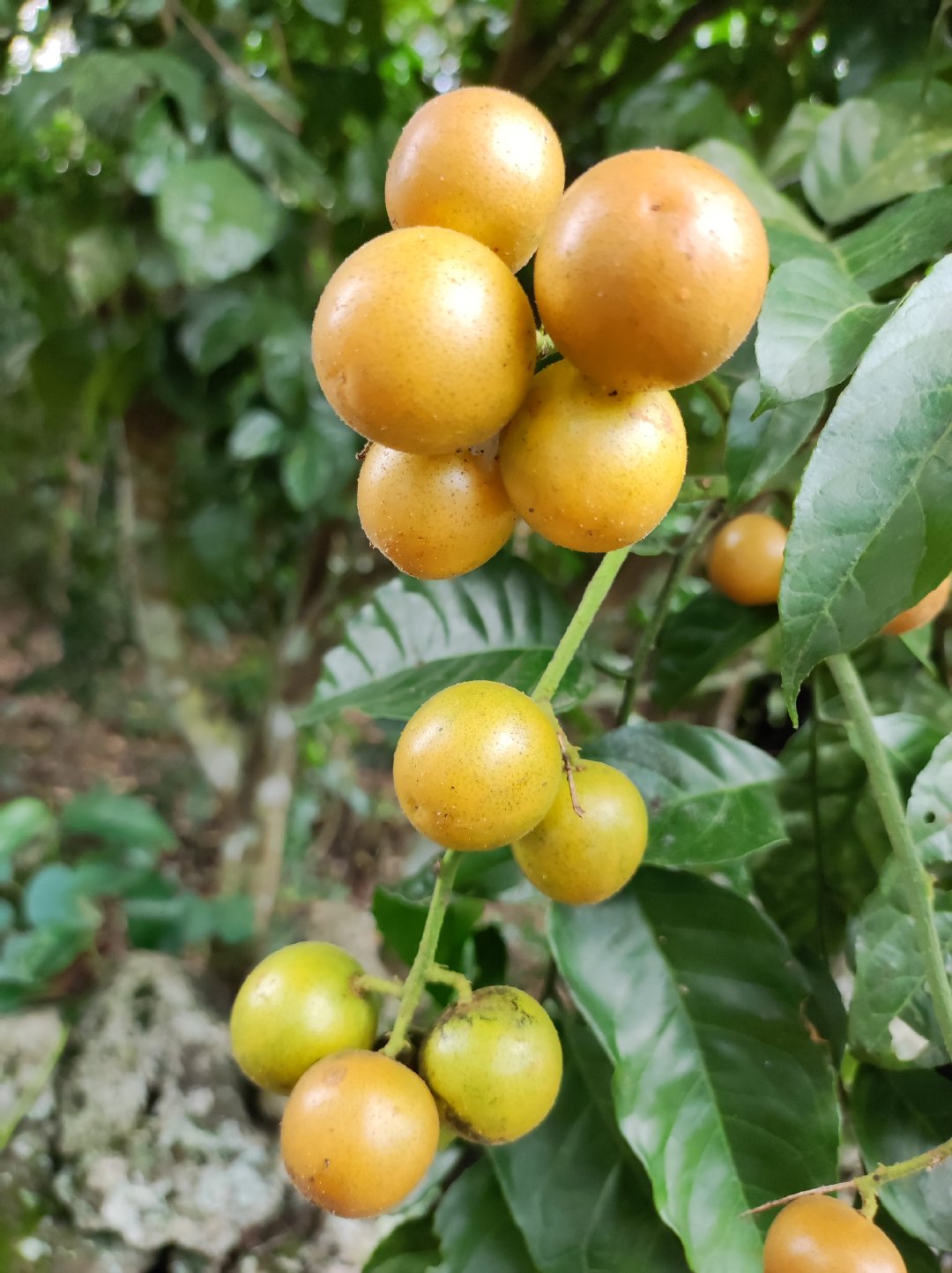 在这里，你能实现黄皮自由|黄皮|黄皮树|黄金甲_新浪新闻